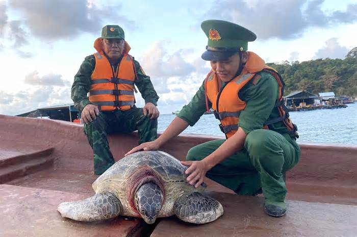 Kiên Giang: Thả 4 cá thể rùa 'khủng' nằm trong sách đỏ về biển
