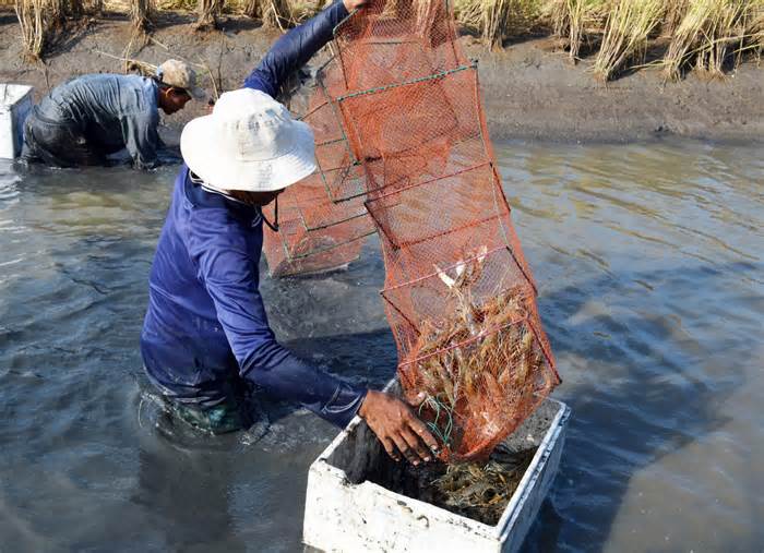 Phê duyệt dự án hơn 1.400 tỷ đồng điều tiết nước ngọt ở Bạc Liêu