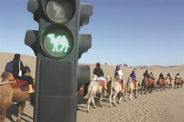 Lắp đèn giao thông trên sa mạc cho lạc đà