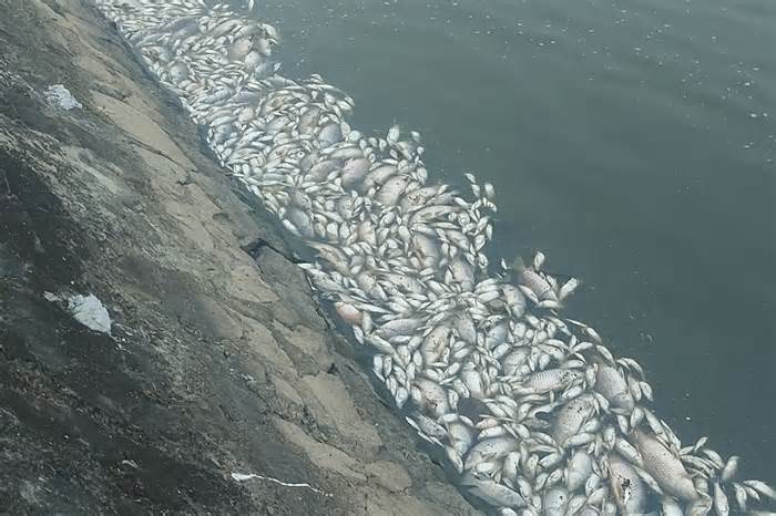 Cá chết trắng hồ công viên ở thành phố Hà Tĩnh