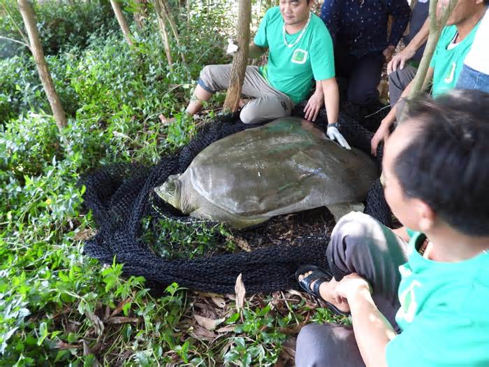 Rùa Hoàn Kiếm ở Đồng Mô từng nhiều lần chết hụt