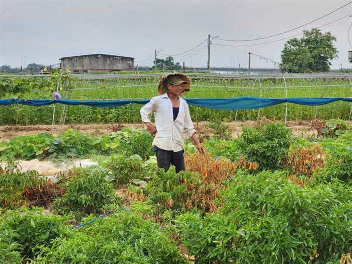 Nông dân Đà Nẵng xin thuê đất trống để sản xuất