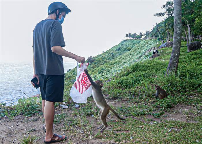 Đàn khỉ ‘bao vây’ khách du lịch Sơn Trà