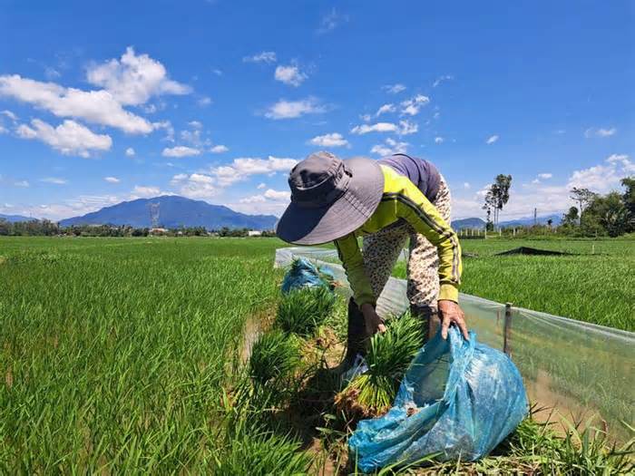 Huyện Hòa Vang, TP Đà Nẵng canh giờ bơm nước để rửa mặn cho lúa