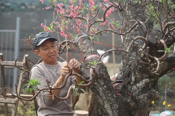 Người dân Nhật Tân tất bật vào vụ gom gốc, 'hồi sinh' đào sau Tết