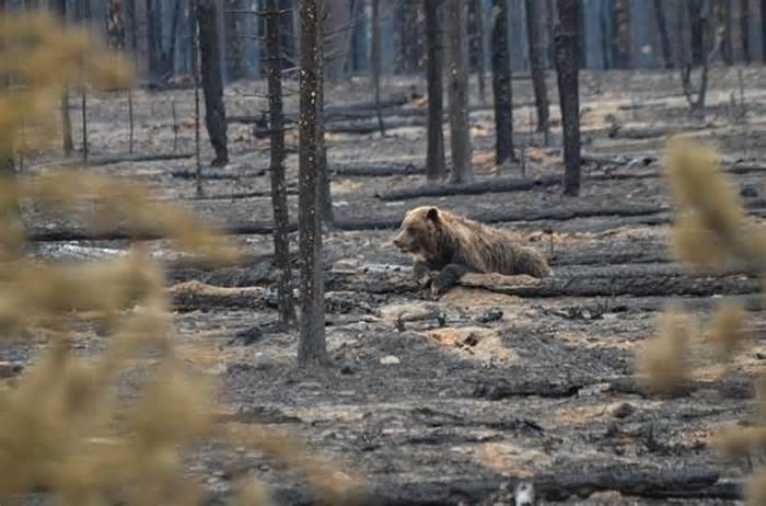 Gấu mẹ và đàn con sống sót qua trận cháy rừng khốc liệt