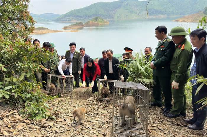 Thả 43 cá thể động vật hoang dã về Vườn Quốc gia Vũ Quang