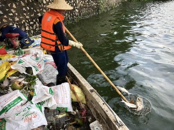 Hà Nội: Hiện tượng cá chết nổi tại hồ Tây đã giảm đáng kể