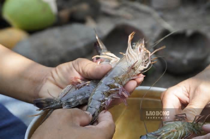 Nắng nóng, mặn tăng cao: Tôm, cua ở huyện ven biển Kiên Giang chết hàng loạt