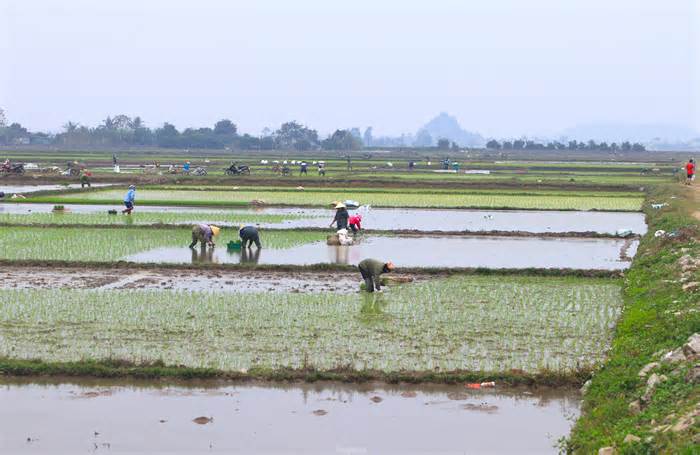 Người nông dân ‘bán mặt cho đất, bán lưng cho trời’ kiếm nửa triệu đồng ngày giáp Tết