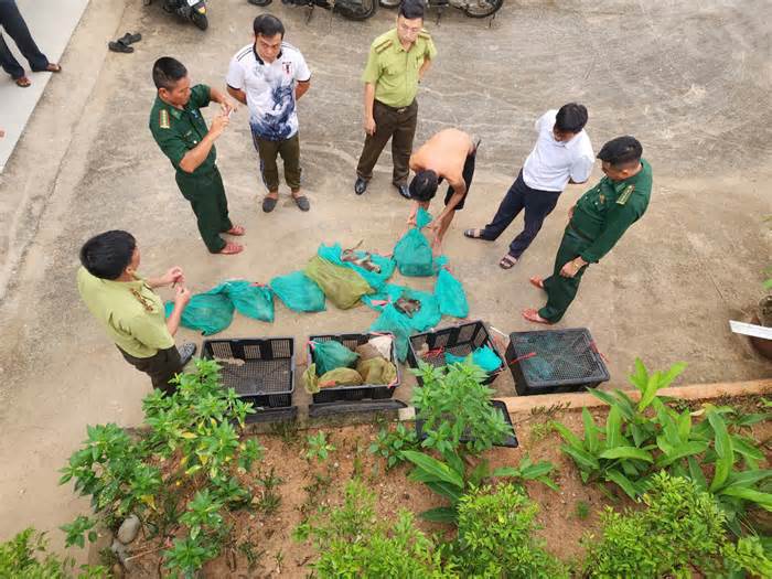 Bắt quả tang người vận chuyển 17 cá thể động vật nguy cấp quý hiếm ở Côn Đảo