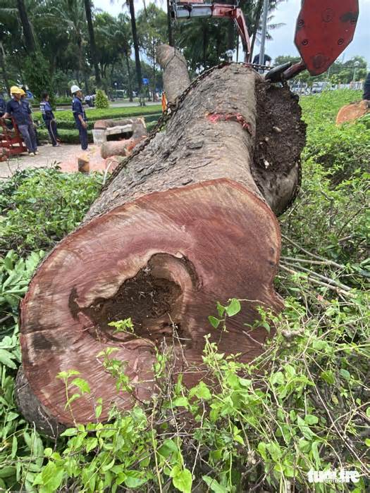 Cận cảnh cây sọ khỉ trăm tuổi bị đốn hạ, chuyên gia nói không trồng loại cây này nữa