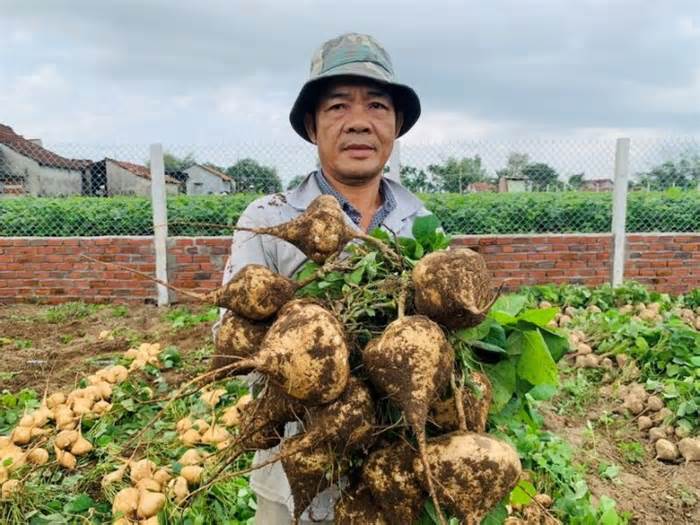 Gần 1.000 tấn sắn của nông dân Quảng Ngãi bí đầu ra