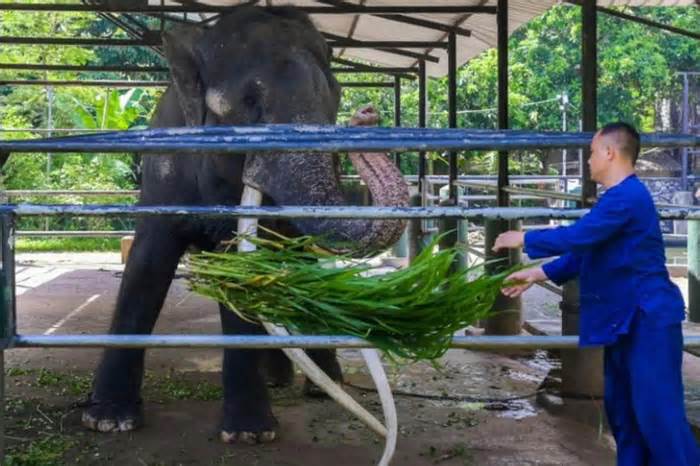 Thái Lan kiên quyết đòi lại voi tặng Sri Lanka 22 năm trước