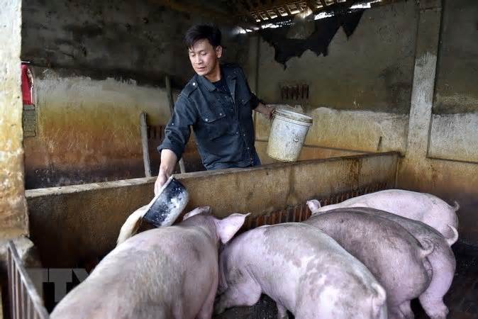 Giá lợn tại Thanh Hóa giảm khiến người chăn nuôi gặp khó