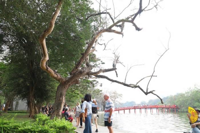 Sau phản ánh, cơ quan chức năng đã kiểm tra số cây chết khô tại hồ Hoàn Kiếm