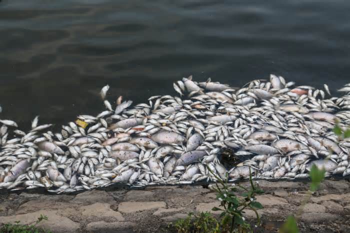 Cá chết trương, nổi trắng hồ điều hòa lớn nhất TP Hà Tĩnh
