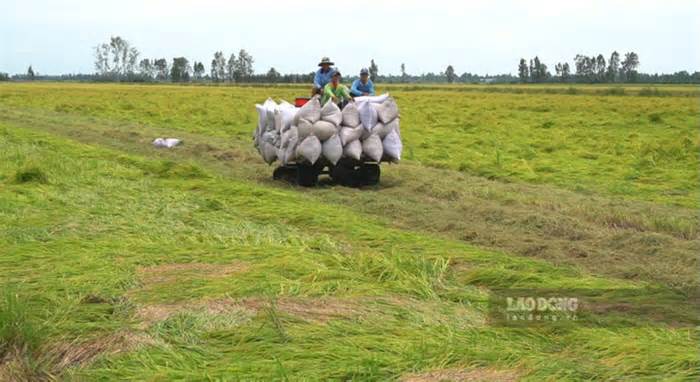 Lúa chất lượng cao chiếm hơn 95% diện tích vụ Đông Xuân ở Kiên Giang