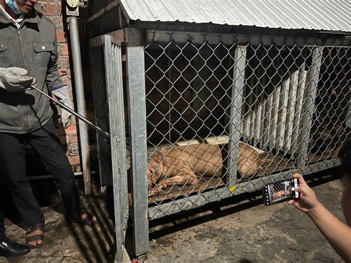 Chó pitbull cắn chết người tại Bình Dương đã bị bán cho lò mổ