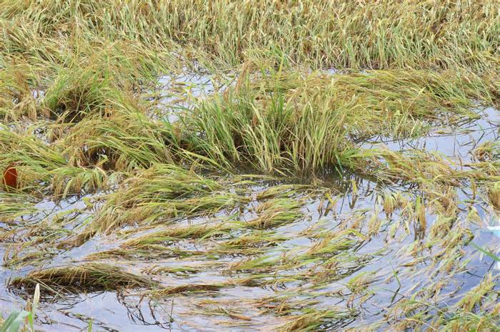 Hậu Giang: Trên 4.000ha lúa bị ngập úng và thiệt hại do mưa kéo dài