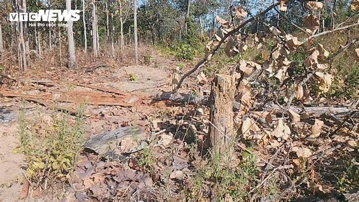Cận cảnh cánh rừng biên giới bị 'xẻ thịt' tan hoang ở Gia Lai