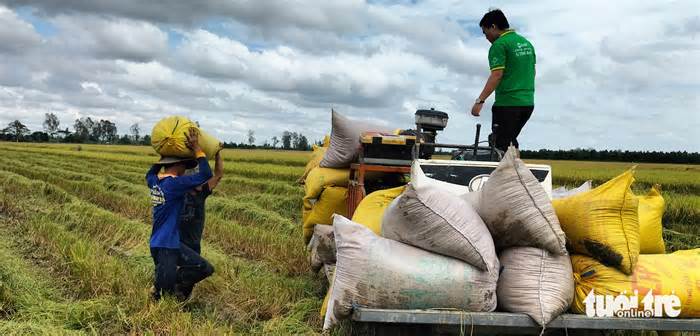 Miền Tây triển khai 1 triệu hecta trồng lúa chất lượng cao