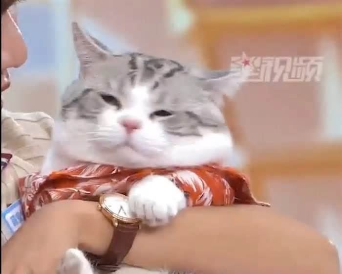 Áp lực kết hôn đè nặng, giới trẻ Trung Quốc làm show mai mối cho cả chó mèo