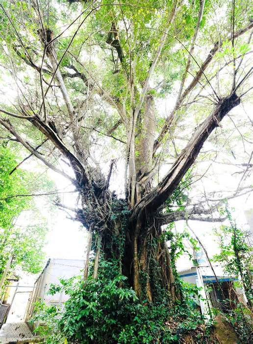 Hai cổ thụ trăm năm đứng ôm nhau vừa được công nhận 'cây di sản' ở Bình Dương