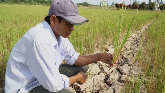 Cà Mau sẽ xử lý trách nhiệm quản lý nếu để người dân tự ý làm lúa vụ 3