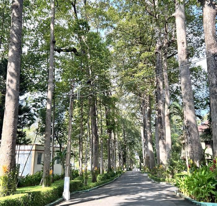 Một trụ sở công ở Bình Dương có 53 cây được công nhận di sản Việt Nam