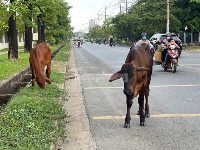Trâu bò thả rông giữa đường gây bất an cho người dân