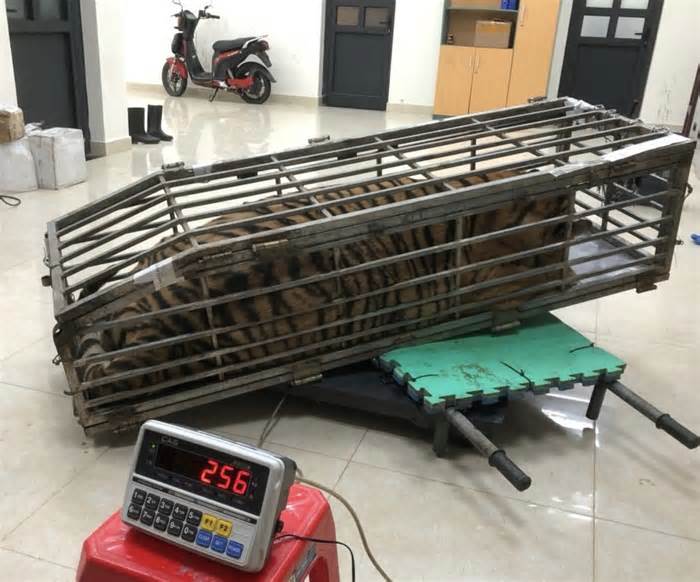 Vận chuyển con hổ hơn 200 kg trên ôtô
