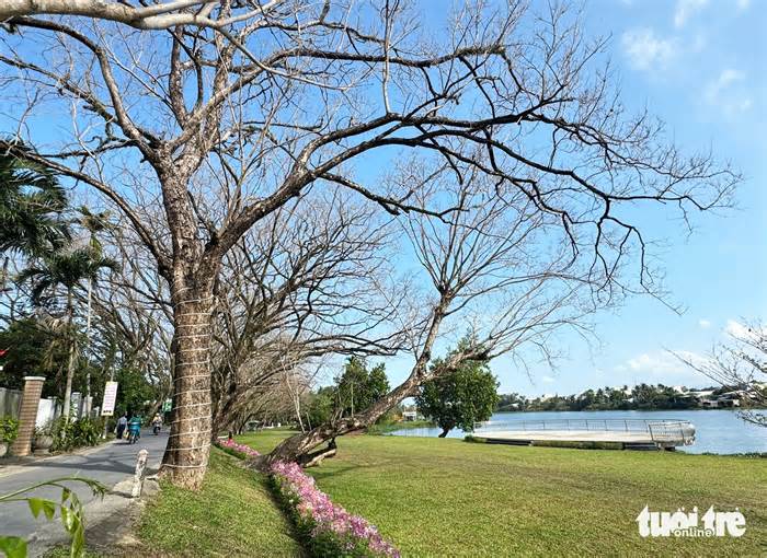 Vẻ đẹp của vườn sưa vàng cổ thụ mùa trụi lá bên sông Tam Kỳ ngày cận Tết