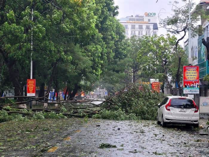 Một người đi đường ở Hải Dương bị cây đổ đè tử vong