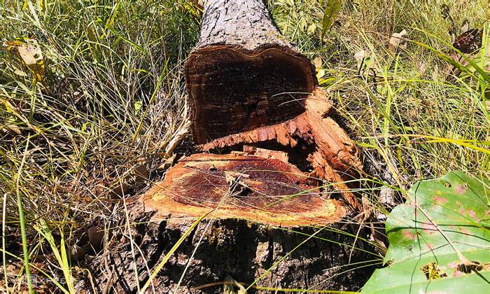 Hàng trăm cây rừng ở Gia Lai bị đầu độc