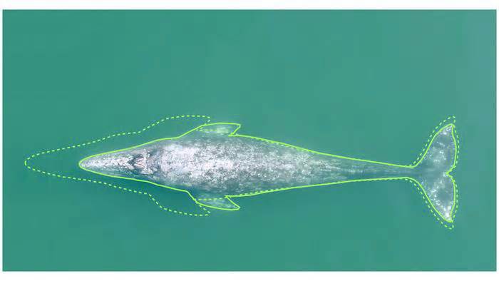 Cá voi xám ngày càng nhỏ đi, chuyện gì xảy ra?