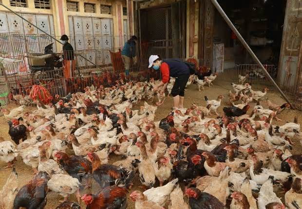 Lạng Sơn phát hiện virus cúm gia cầm tại một số chợ trên địa bàn