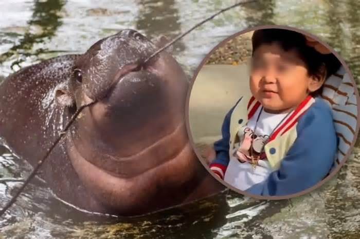 Xúc động cảnh cậu bé ung thư được thỏa ước mơ gặp hà mã Moo Deng trước khi mất