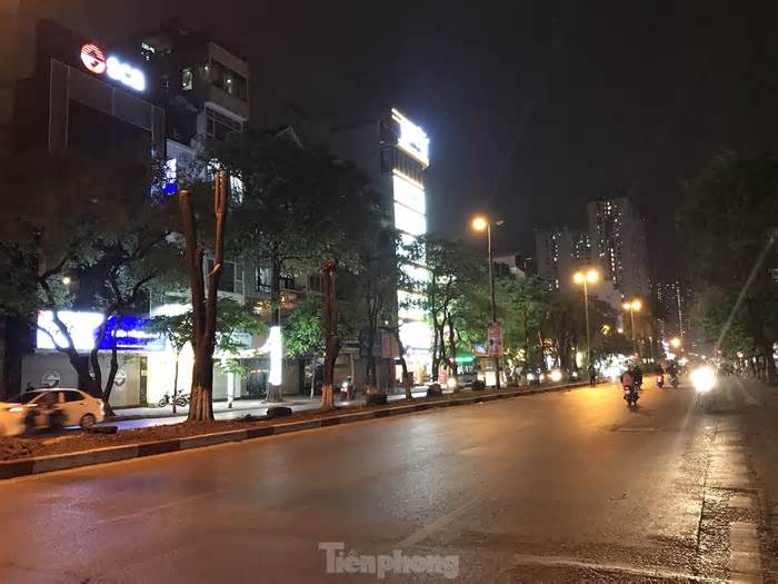 Vì sao quận Hoàng Mai cấp phép chặt hạ 22 cây cau vua trên đường Kim Đồng?
