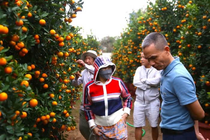 Quất cảnh Đà Nẵng xuống phố, cây cao 5m giá gần 30 triệu đồng