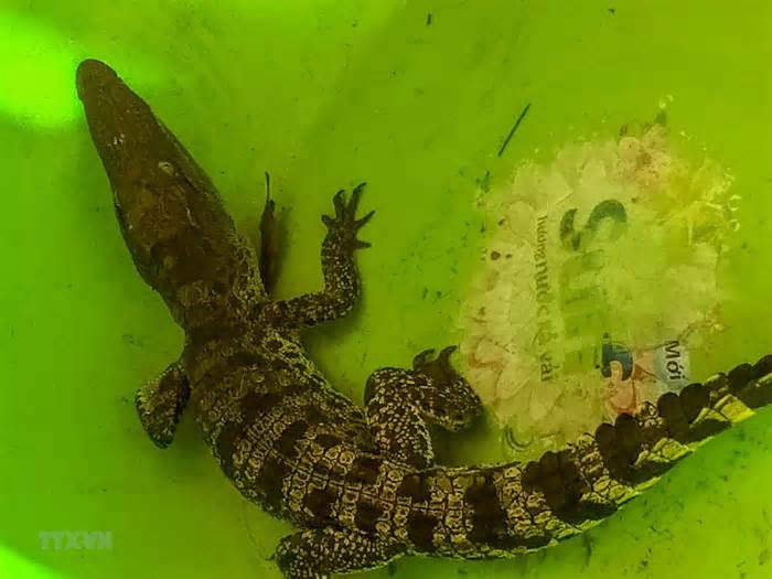 Cần Thơ: Một nông dân bắt được cá sấu khi đang làm vườn