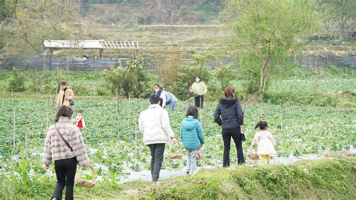 Về hồ Bản Chang, thăm vườn dâu đỏ mọng của nhóm thanh niên xuất ngũ
