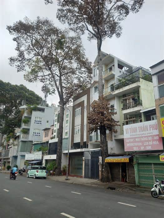Truy tìm nguyên nhân khiến hai cây xanh trên đường Trần Phú bị khô lá