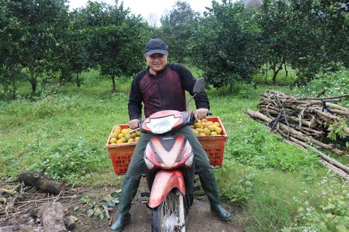 Hà Tĩnh: Đặc sản cam giòn Thượng Lộc 'hút' hàng dịp Tết Nguyên đán