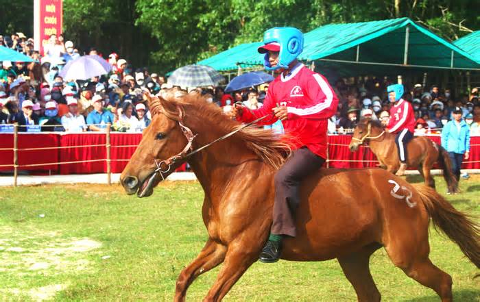 Đua ngựa truyền thống Gò Thì Thùng: Người cưỡi to hơn ngựa, kỵ sĩ suýt rớt nài
