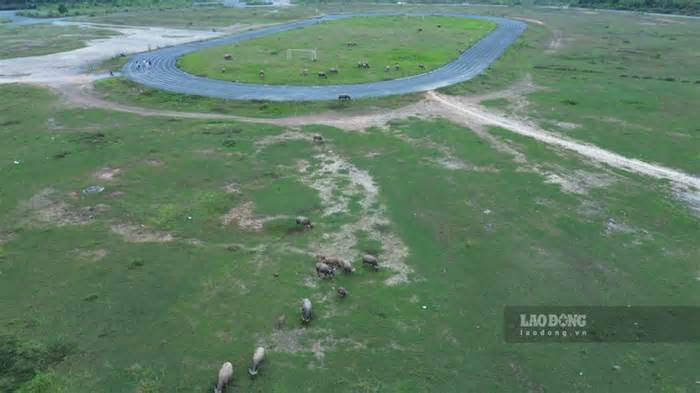 Sân vận động trăm tỉ ở Lào Cai thành bãi chăn trâu