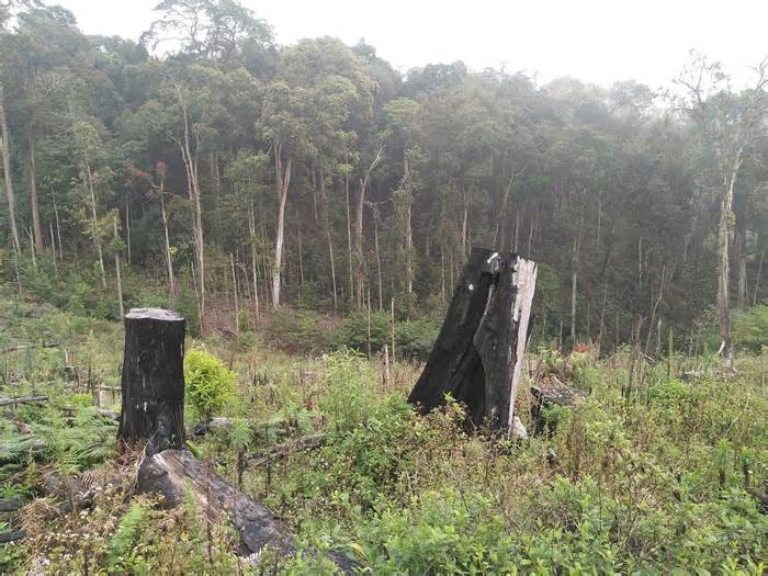 Làm rõ vụ cắt hạ nhiều cây gỗ trong rừng Kbang, Gia Lai