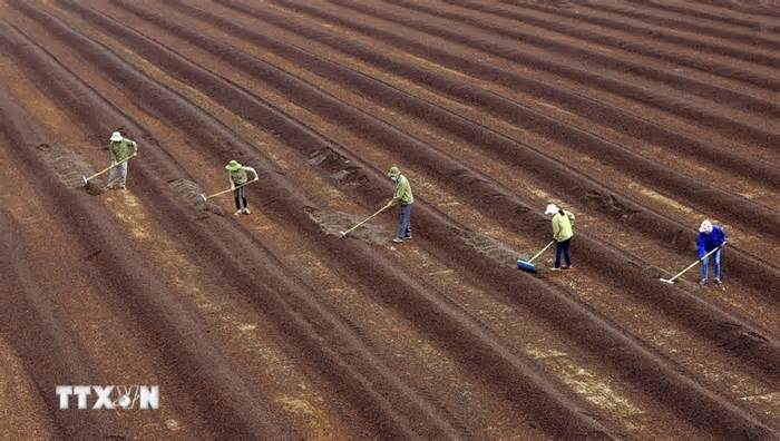 Quan hệ Việt Nam-Algeria đang đứng trước cơ hội chuyển mình mang tính bước ngoặt