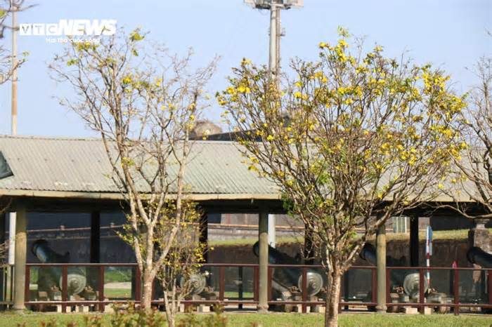 Du khách thích thú ngắm vườn hoàng mai tiền tỷ khoe sắc sớm trong Kinh thành Huế