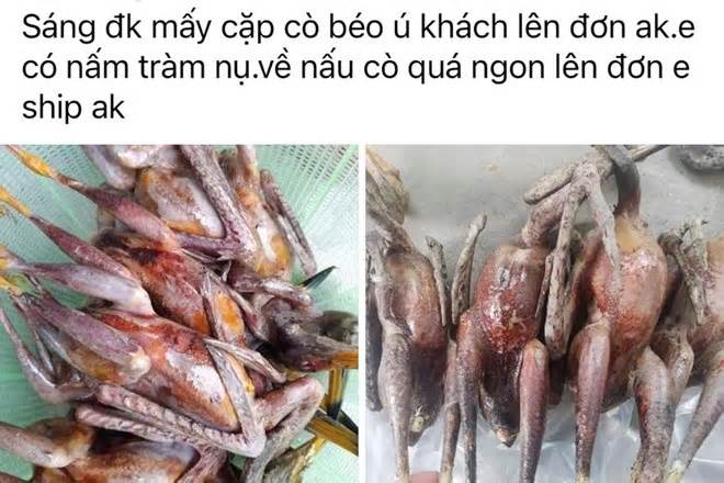 Ráo riết xử lý nạn rao bán chim trời trên mạng xã hội